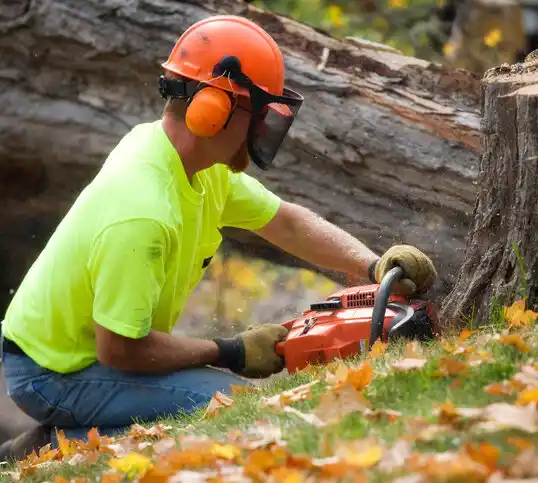 tree services Woodbury Heights